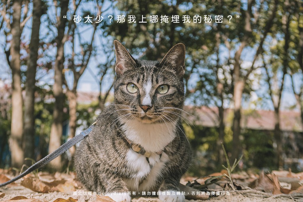 一隻虎斑貓在戶外落葉間直視鏡頭，搭配文字「砂太少？那我上哪掩埋我的祕密？」以擬人化語氣傳達貓咪對貓砂深度不足的排斥行為