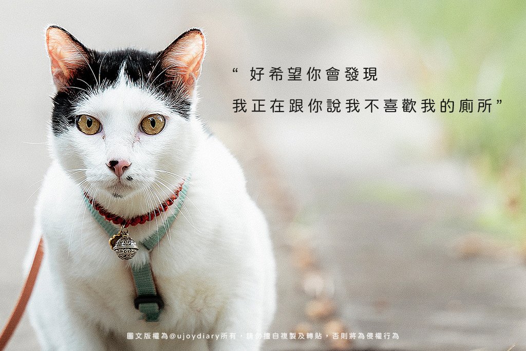 貓咪亂尿不是故意，是牠在告訴你不喜歡現在的貓砂