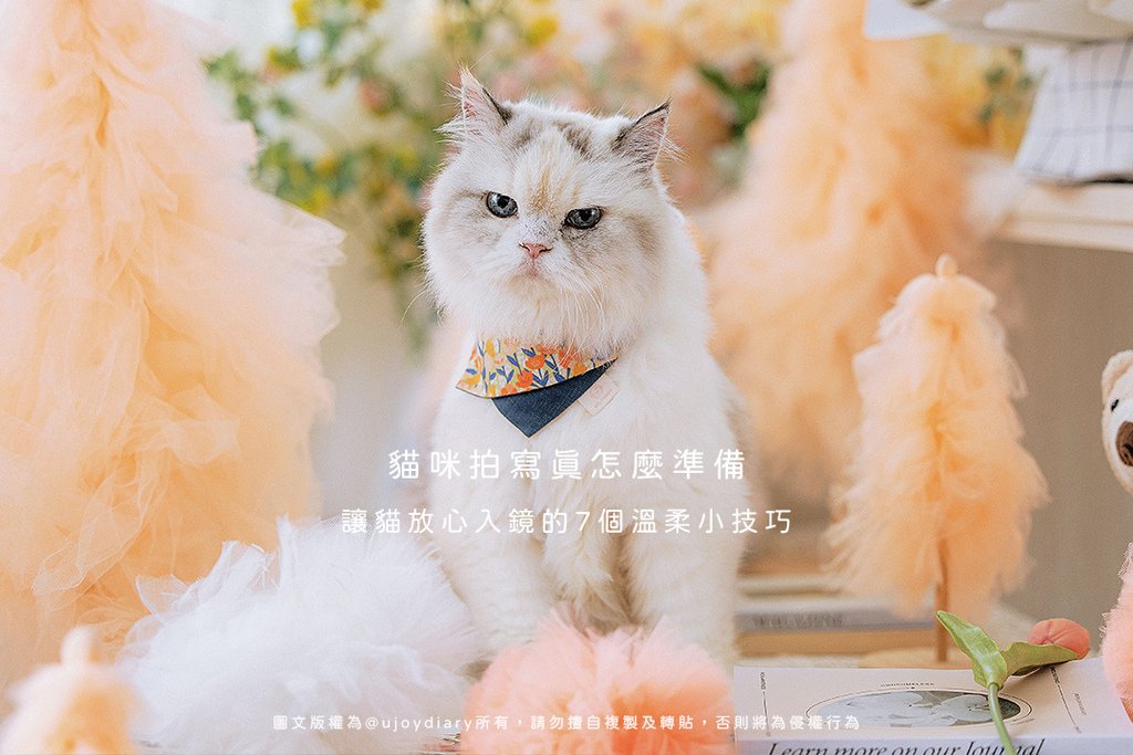 貓咪不喜歡貓砂？｜貓亂尿尿、貓咪不埋便便? 8個你該知道的貓