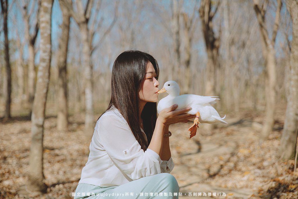 飼主抱著柯爾鴨親吻畫面｜日系寵物寫真、自然風格全家福推薦