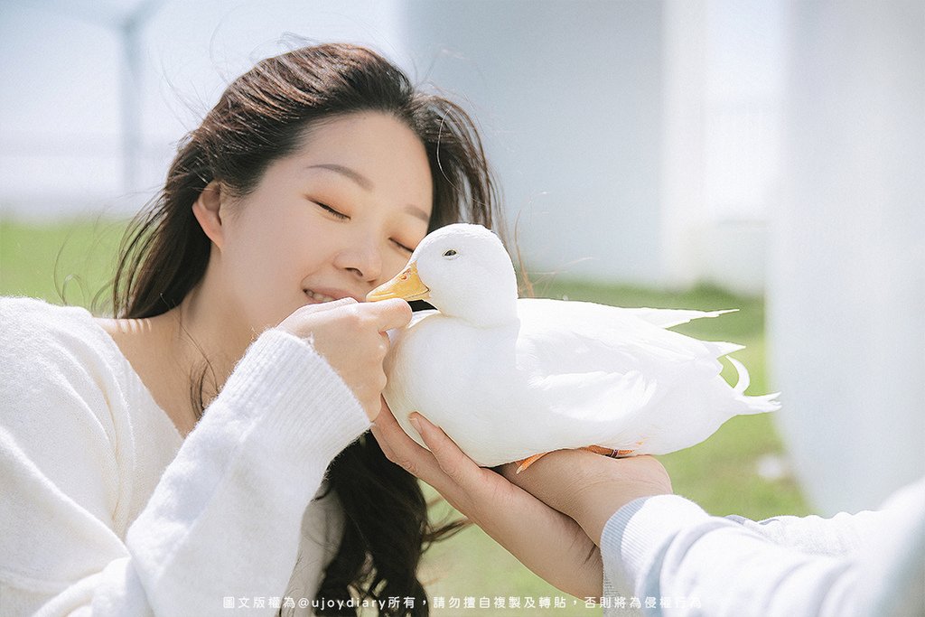 飼主抱著柯爾鴨溫柔互動｜台中自然風格寵物攝影推薦