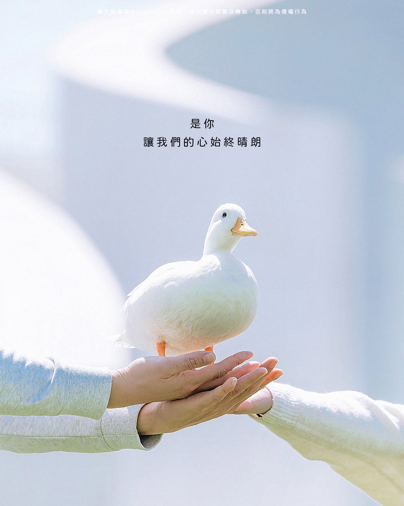 柯爾鴨站在雙手上背景附文字｜溫柔日系風格寵物寫真