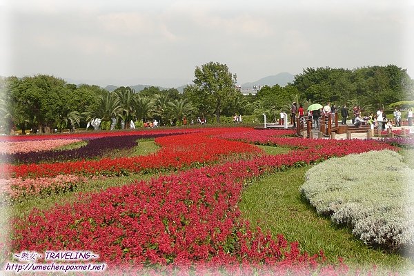 林下花圃花海-20.jpg