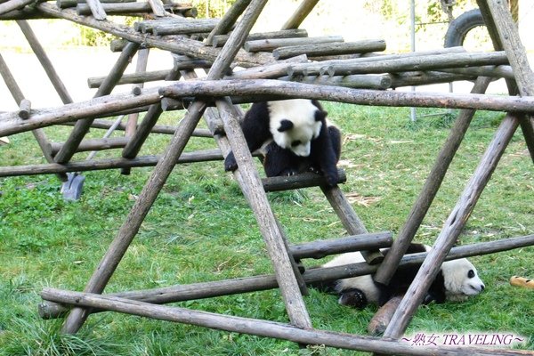 4c-臥龍熊貓-幼兒園-呀~會爬不會下.jpg