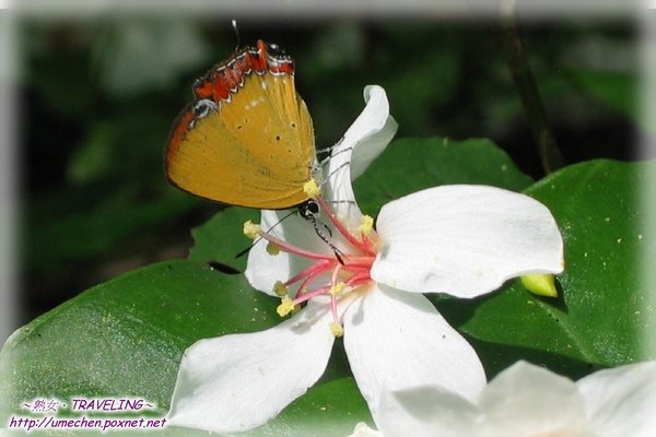 燒炭窩古道-桐花與蝴蝶(2.jpg