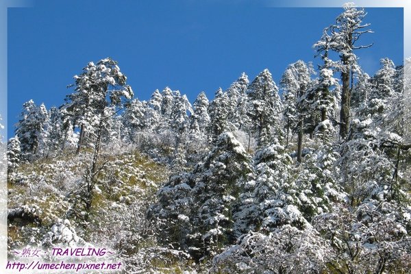 磨榆公路-山坡樹林雪景(2).jpg