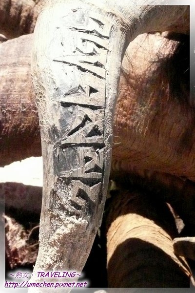 仲巴平安寺-犛牛角刻上箴言.jpg