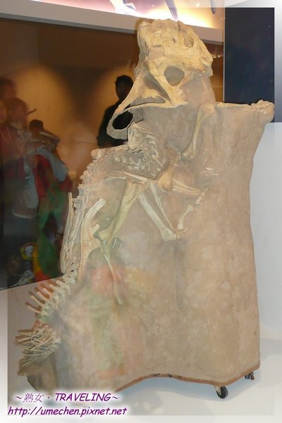 原角龍-牠是被突來天災掩埋,保持站立姿勢被發現.jpg