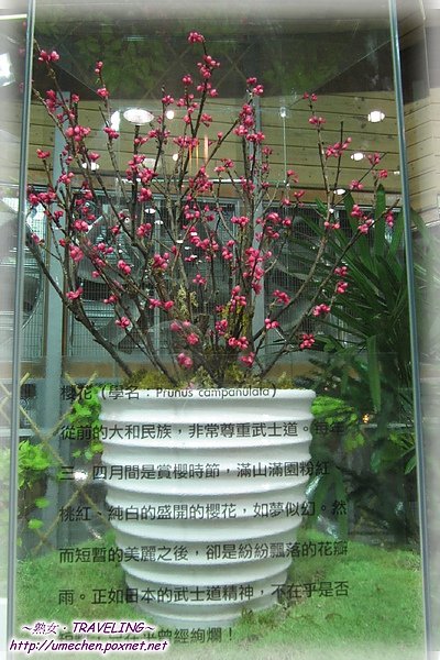 未來館-永生花-櫻花.jpg
