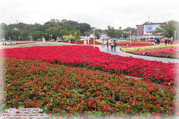 圓山聖誕紅花海.jpg