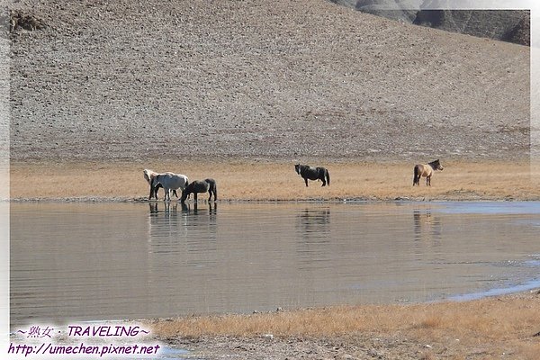 班公錯-湖畔馬兒-5.jpg