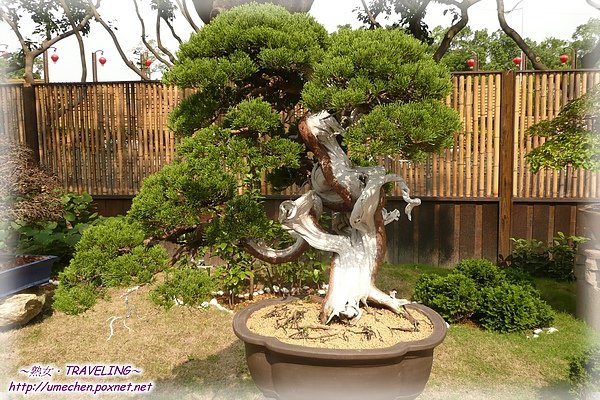 養生館-真柏-舍利雙幹樹型.jpg