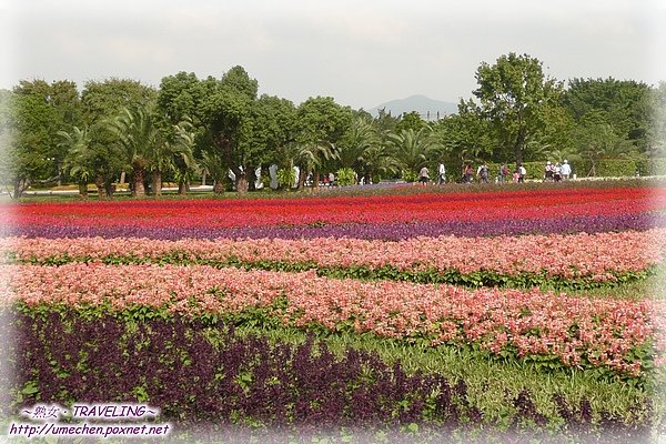 林下花圃花海-17.jpg
