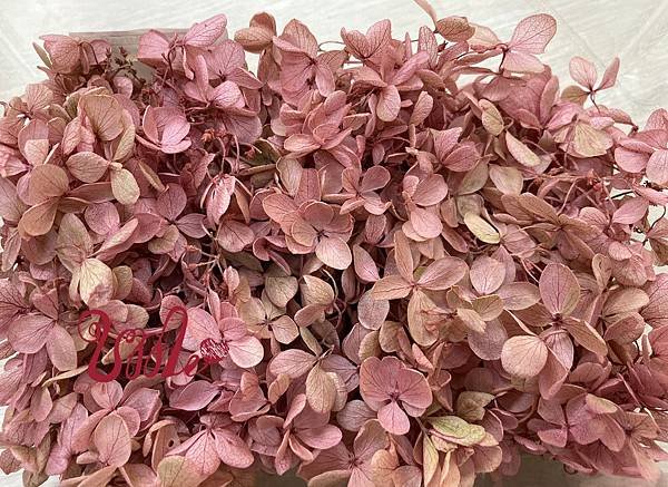 永生花專賣_日本花材_高雄乾燥花_大地農園_繡球花_鳳山花店_UME_玉明花坊(16).jpg