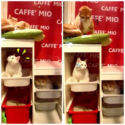 cats.jpg
