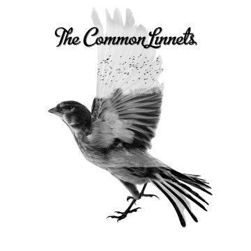 The Common Linnets.jpg