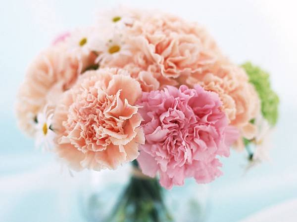 carnation_2020