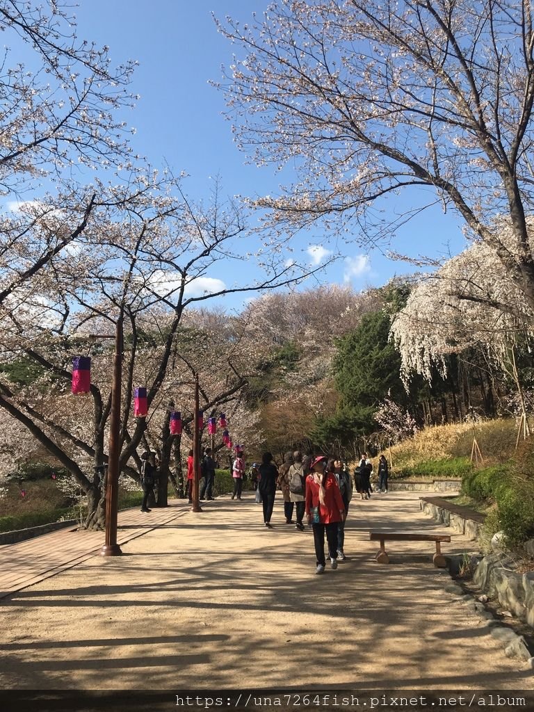 cherry blossom2018 505.JPG