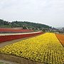 美瑛富良野 (46)