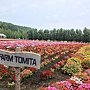 美瑛富良野 (61)