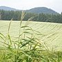 DSCN6198