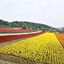 美瑛富良野 (47)