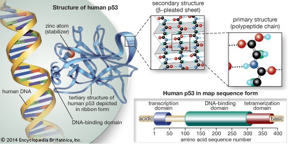 p53 and TP53 structure.tif