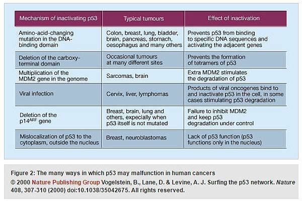 The many ways in which p53 may malfunction in human cancers.tif