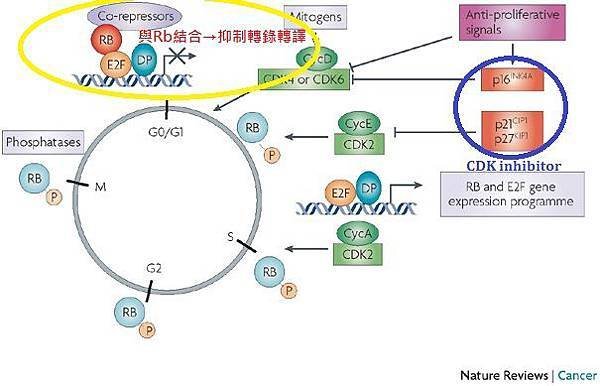 Cell cycle-2.jpg