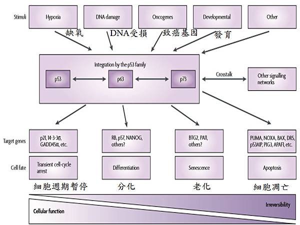 p53家族之功能簡圖.tif