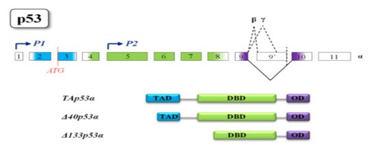 p53基因序列.tif