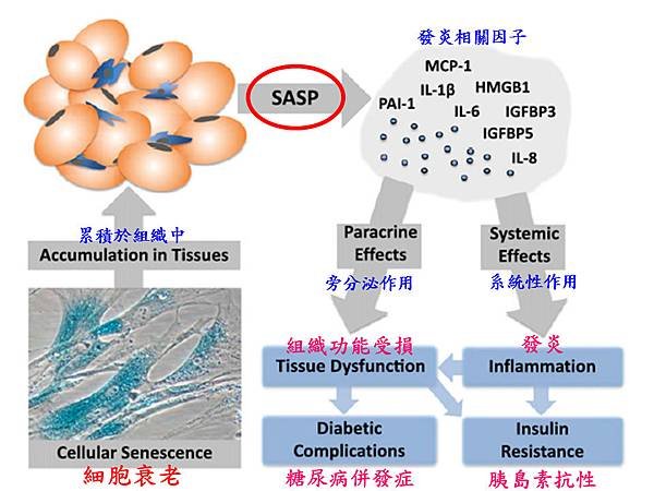 SASP路徑圖-1.tif