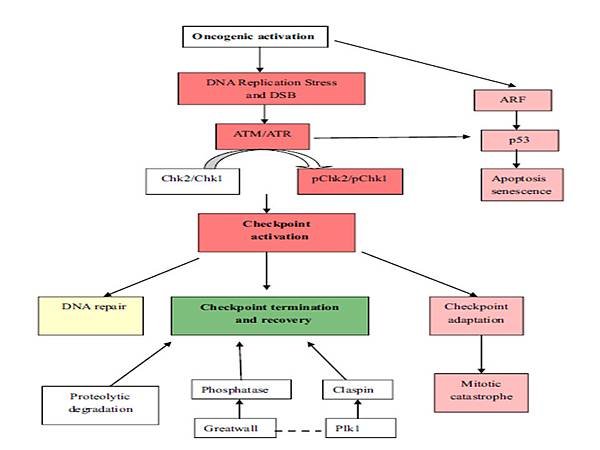 DNA damage pathway.tif