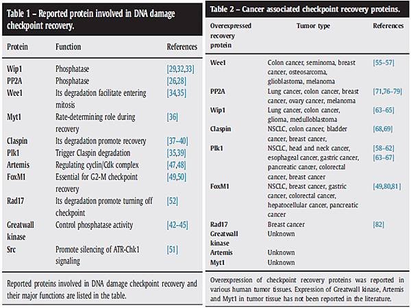 DNA damage recovery protein and related cancer.tif