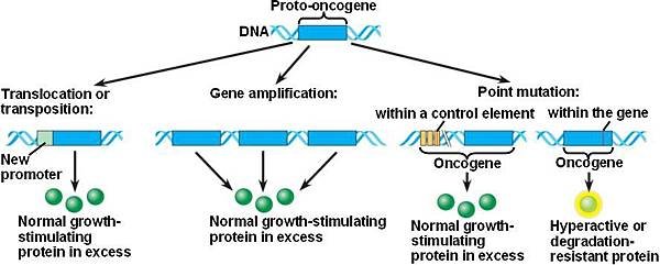 Oncogene演變史.jpg