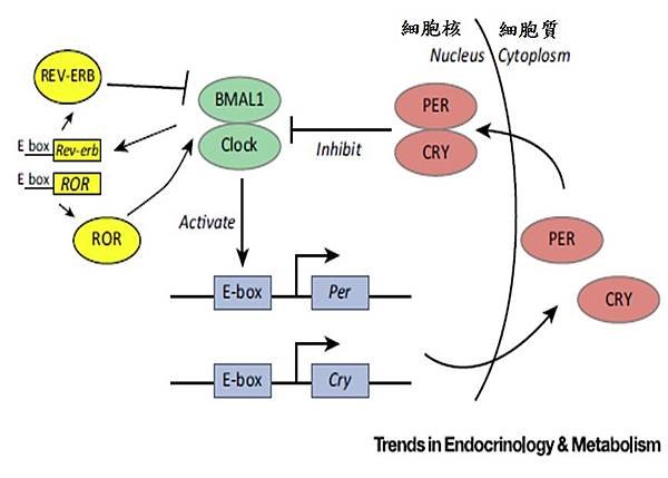 The Circadian Clock.jpg