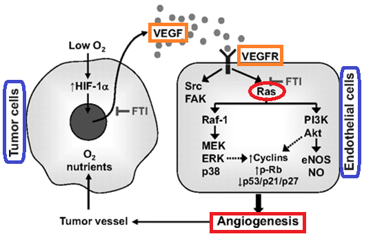 RAS vs angiogenesis.png