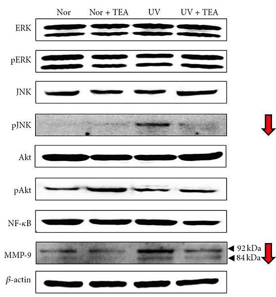 Fig 2.jpg