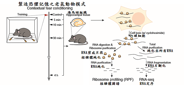 記憶建構-1.png