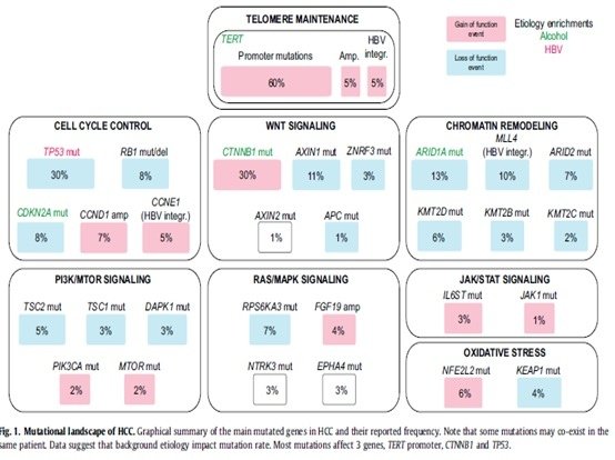 HCC的突變地圖.jpg