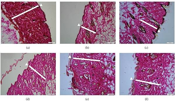 figure 1.jpg