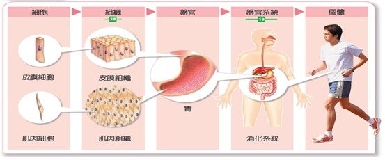 人體架構圖.jpg