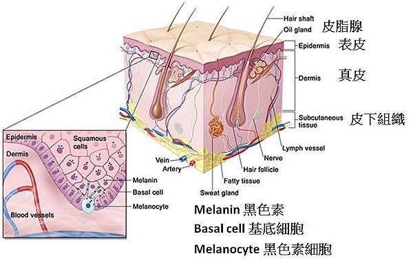 皮膚組成.jpg