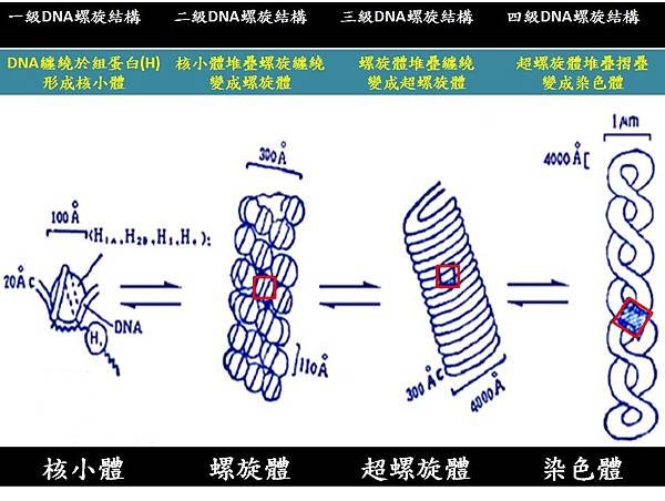 DNA螺旋結構.jpg