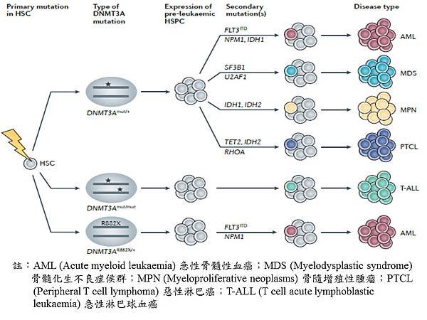 DNMT3A-other mutation.tif