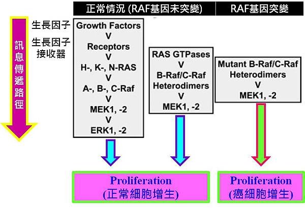 RAF訊息傳遞路徑.jpg