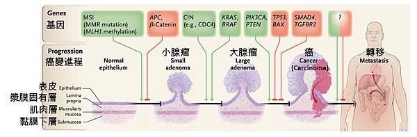 大腸進程vs基因.tif