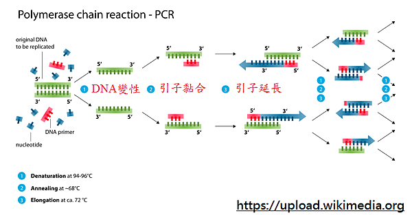 Polymerase_chain_reaction_svg.png