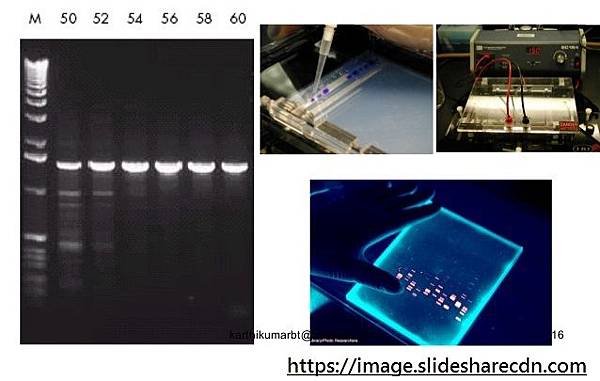 pcr-types-and-applications-16-638.jpg