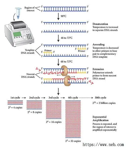 pcr-2.jpg